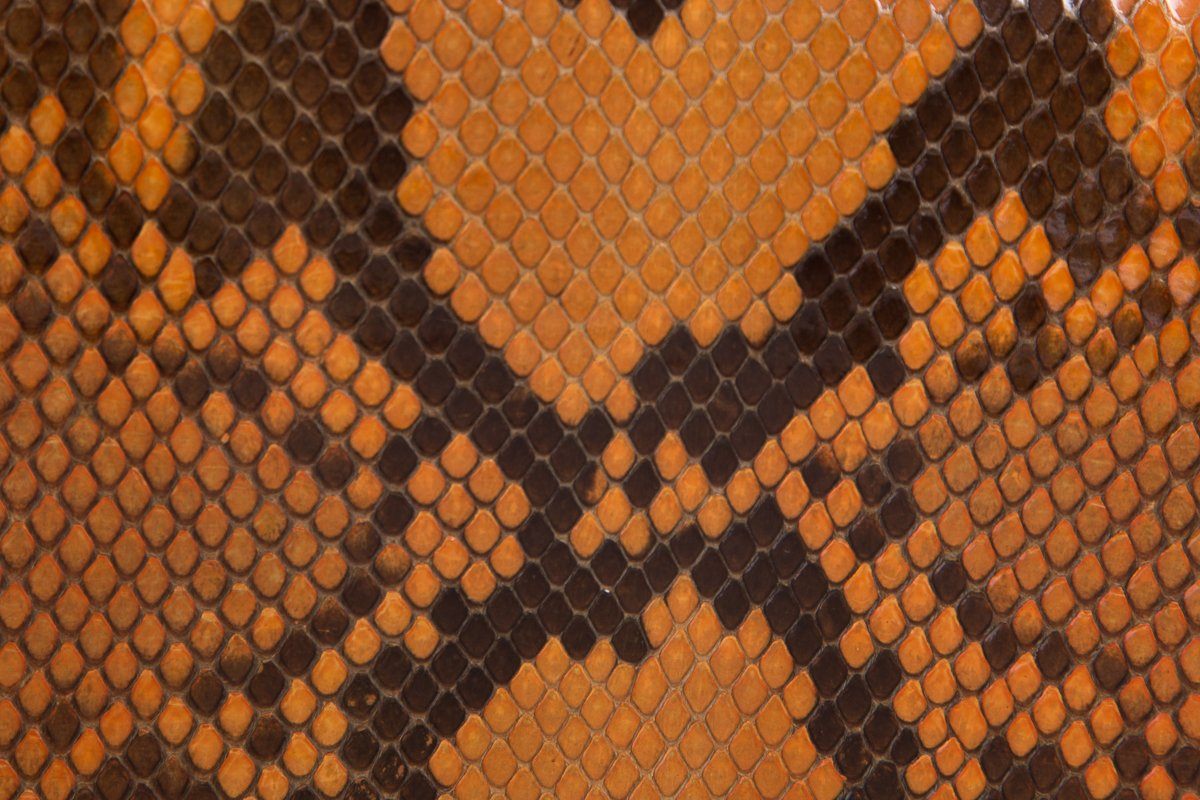 Manolo Blahnik Orange &  Python Clutch